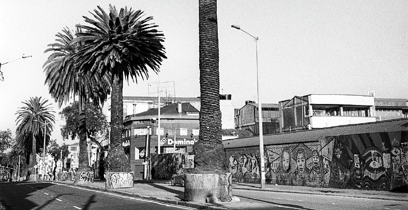 Beatriz Grau y sus palmeras caraqueñas