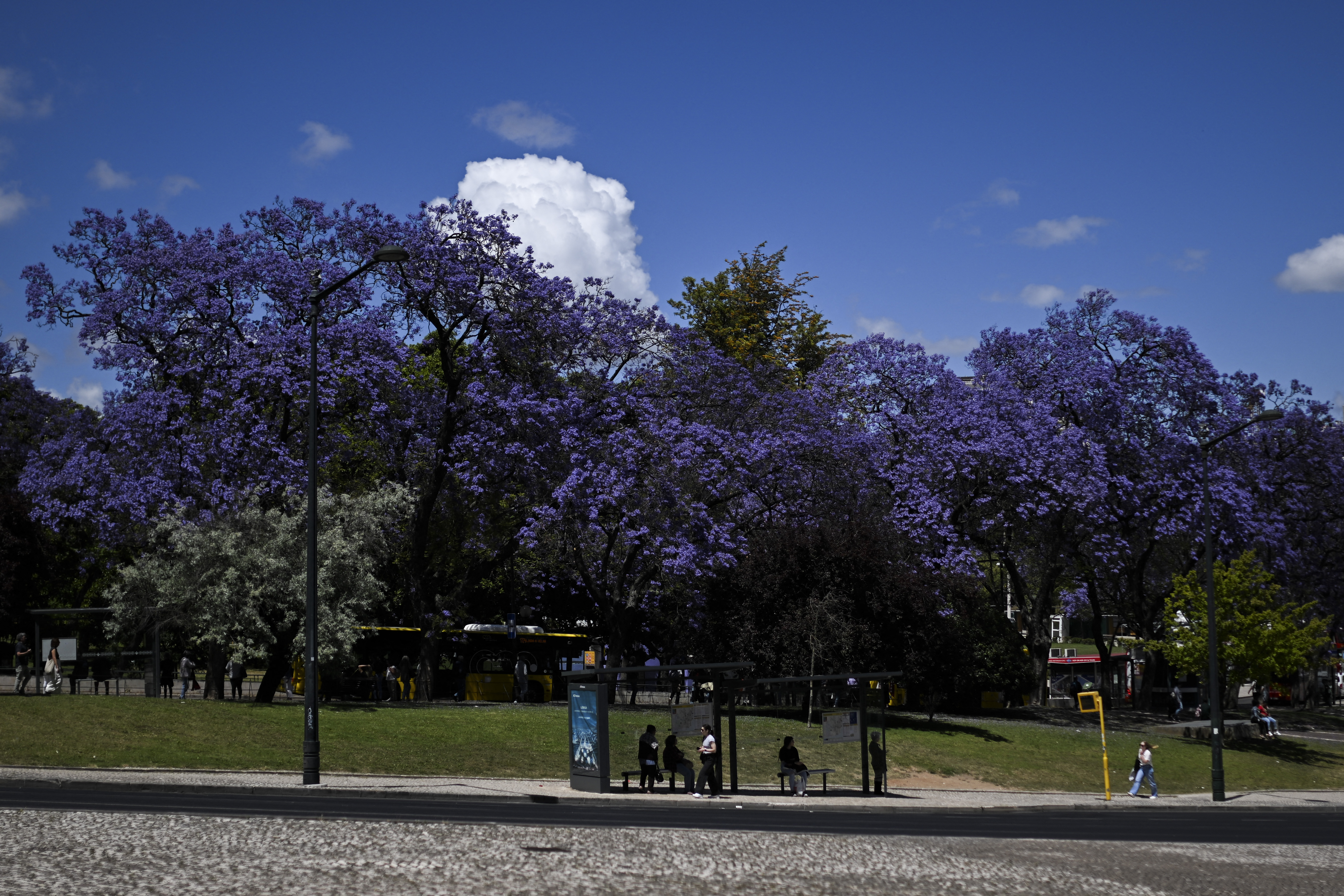 People wait at a bus station under the Jacarandas trees at Parque Eduardo VII, in Lisbon on May 20, 2024.