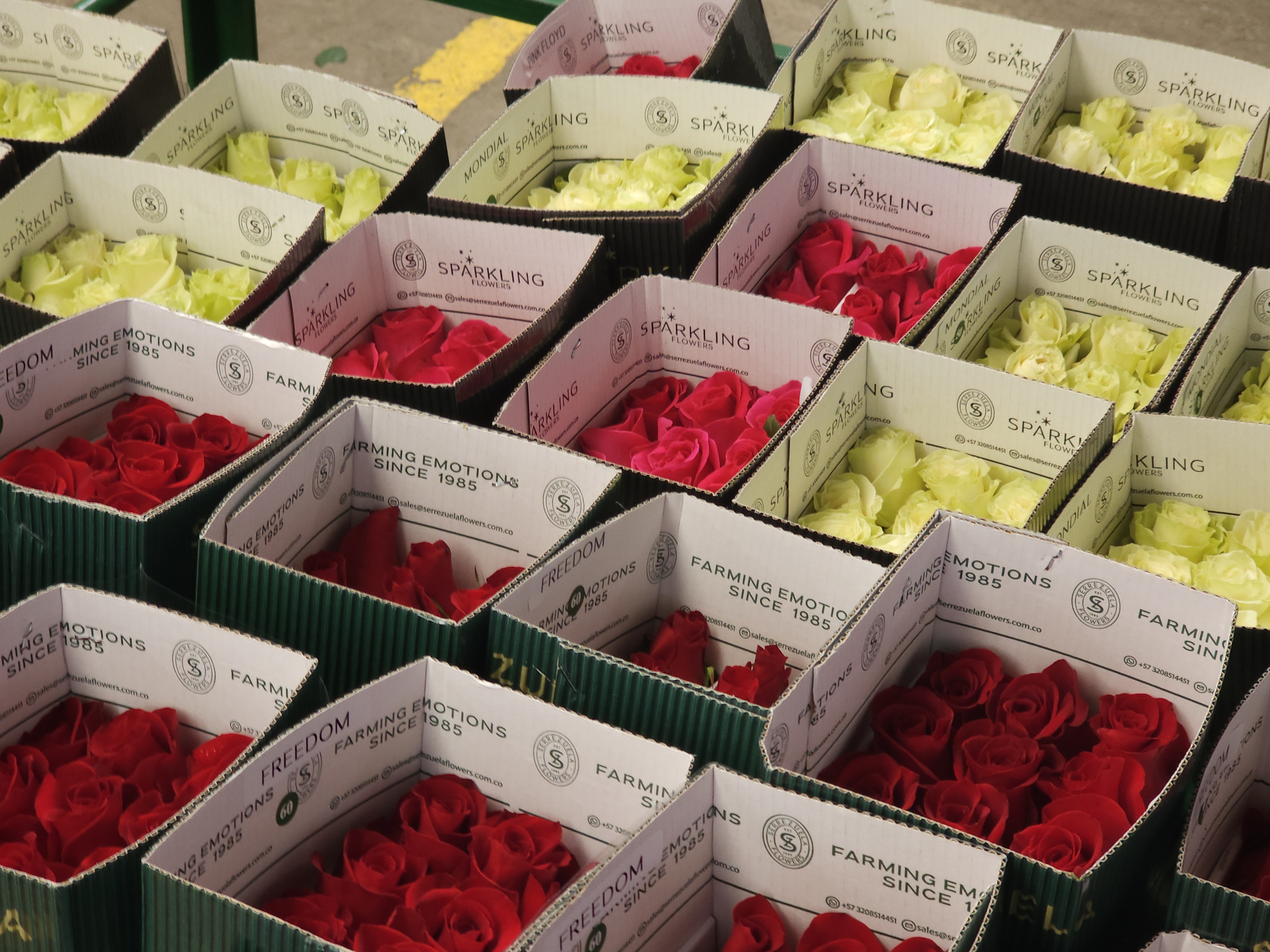 ¿Qué puede hacer con las flores que le regalaron de San Valentín?