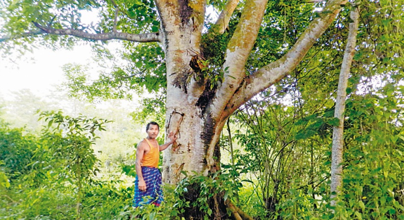 ¿Cómo plantar un billón de árboles?