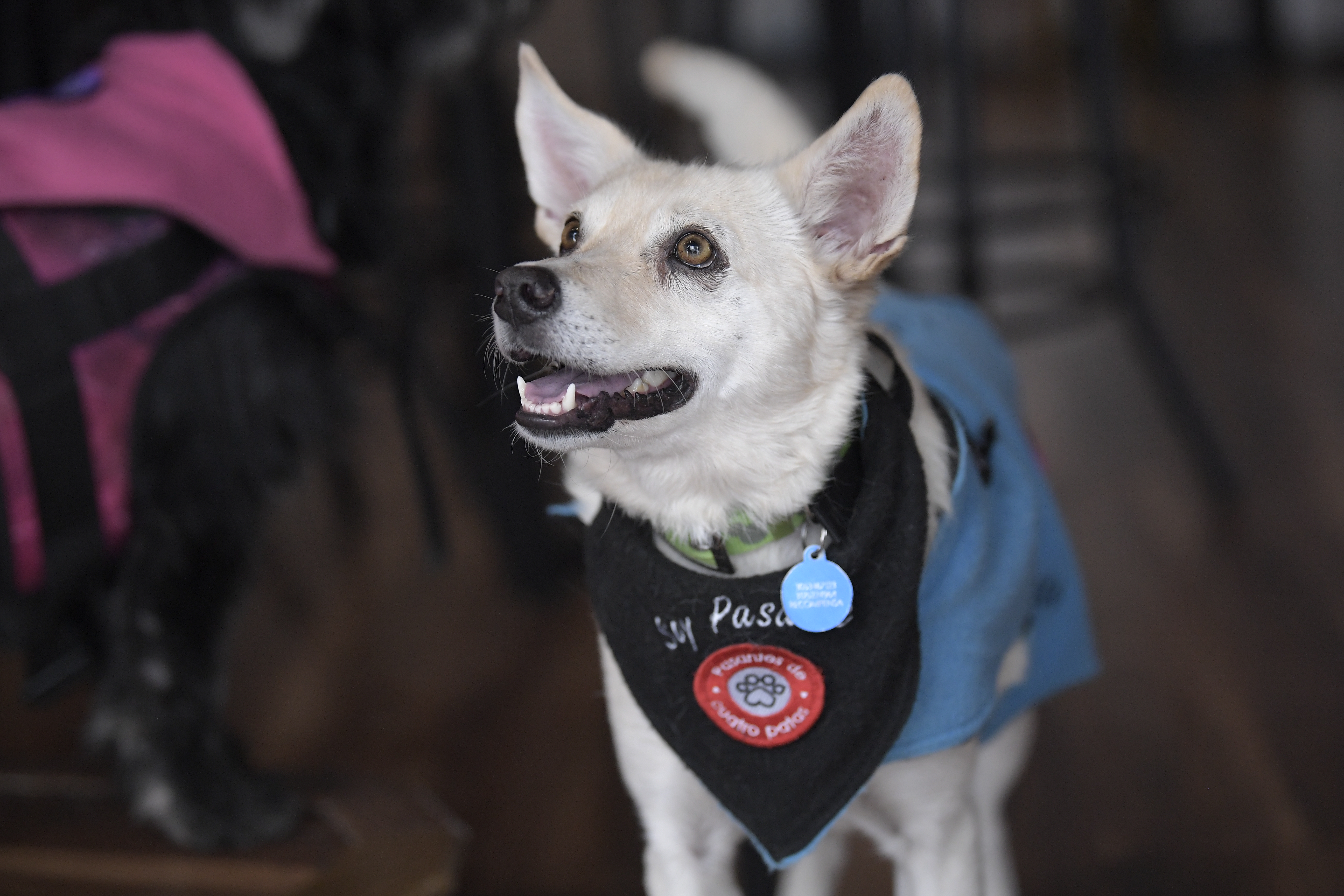 Perros y gatos buscan un nuevo hogar durante jornada de adopción del Distrito