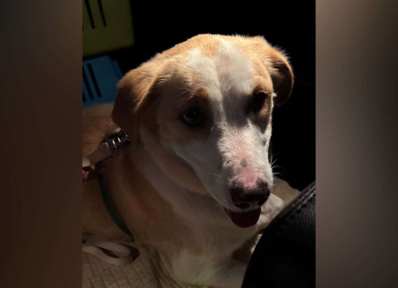 El caso de Soul, una perrita recuperada tras incumplimientos en su adopción