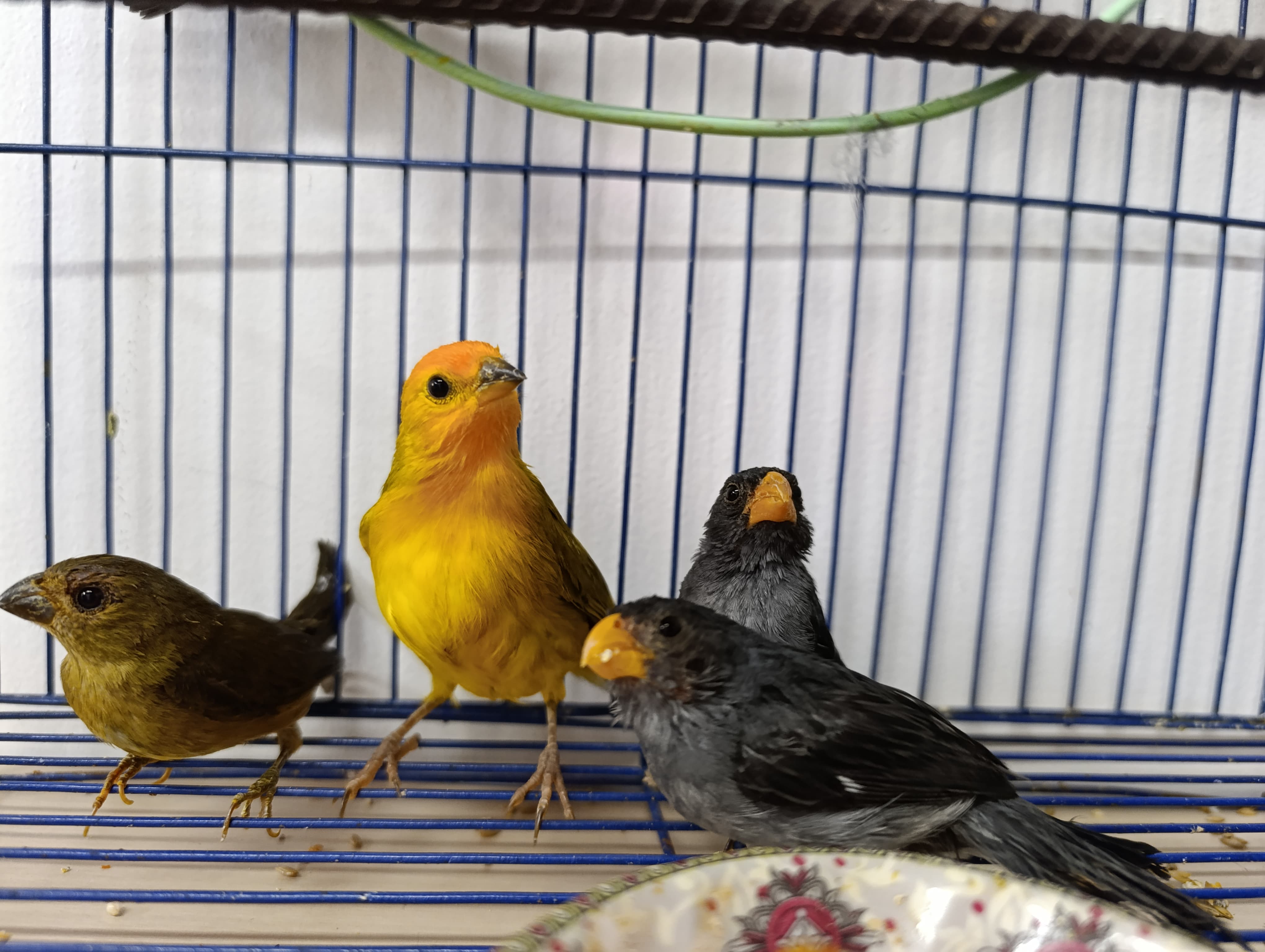 CAR rescató a 75 aves retenidas ilegalmente durante la Semana Santa