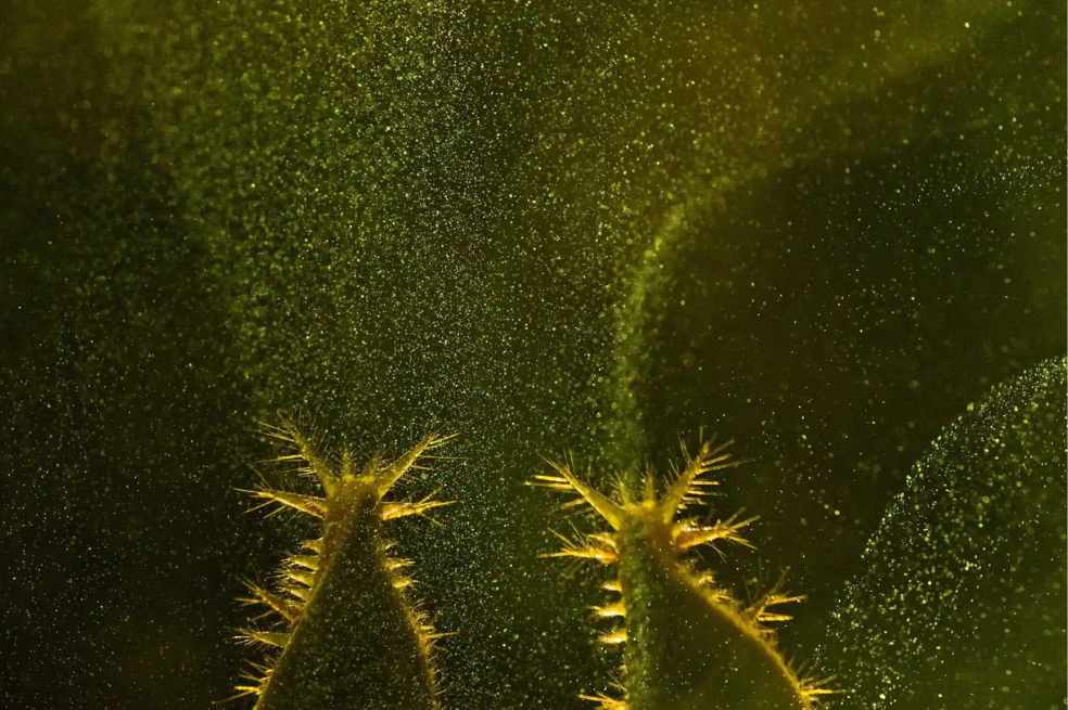 Ganadora categoría "Fotografía creativa de naturaleza".
