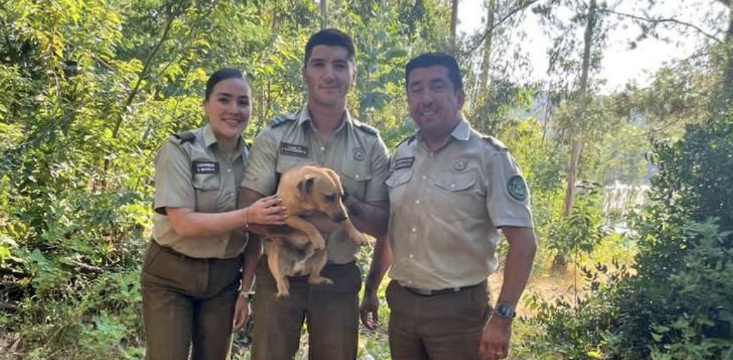 Rescatan a un perrito que cayó en una cueva de conejos