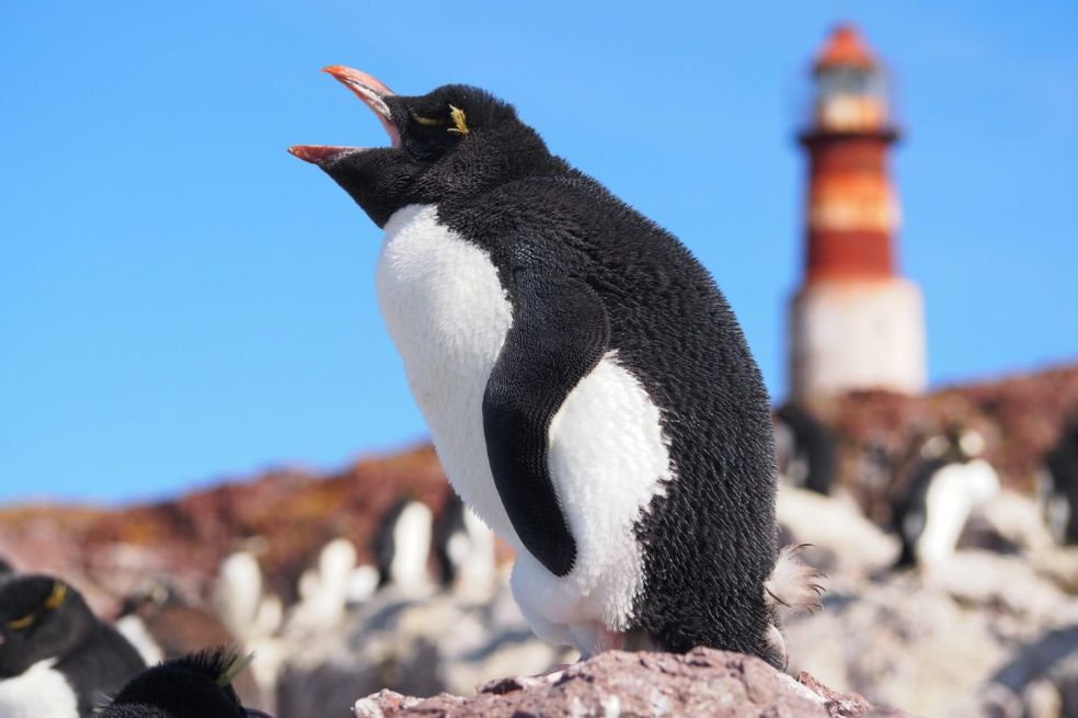 Aldo Gustavo Galante ganó una mención honorífica por su imagen llamada "Voz de la Costa Olvidada". En ella aparece un pingüino de penacho amarillo en la Patagonia, Argentina.