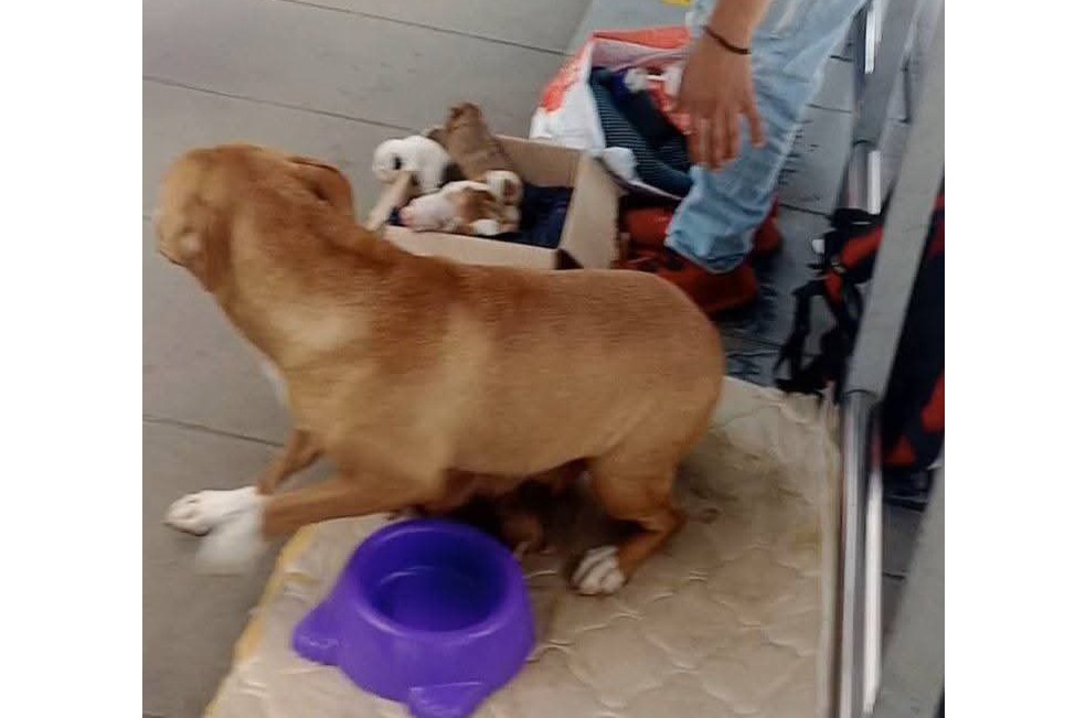 Ahora también venden cachorros en TransMilenio: “A $700 mil y $500 mil”