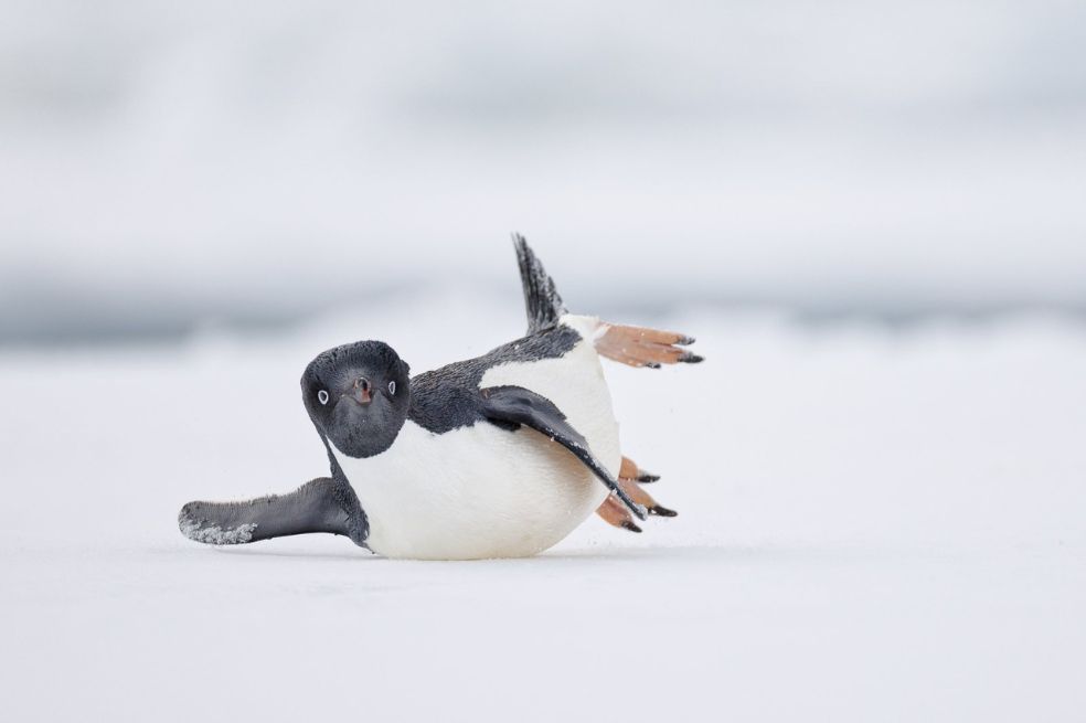Fotografía de Pájaro Cómico: Nadia Haq, de Estados Unidos, se llevó el primer puesto con su imagen titulada 'Una bailarina moderna' .