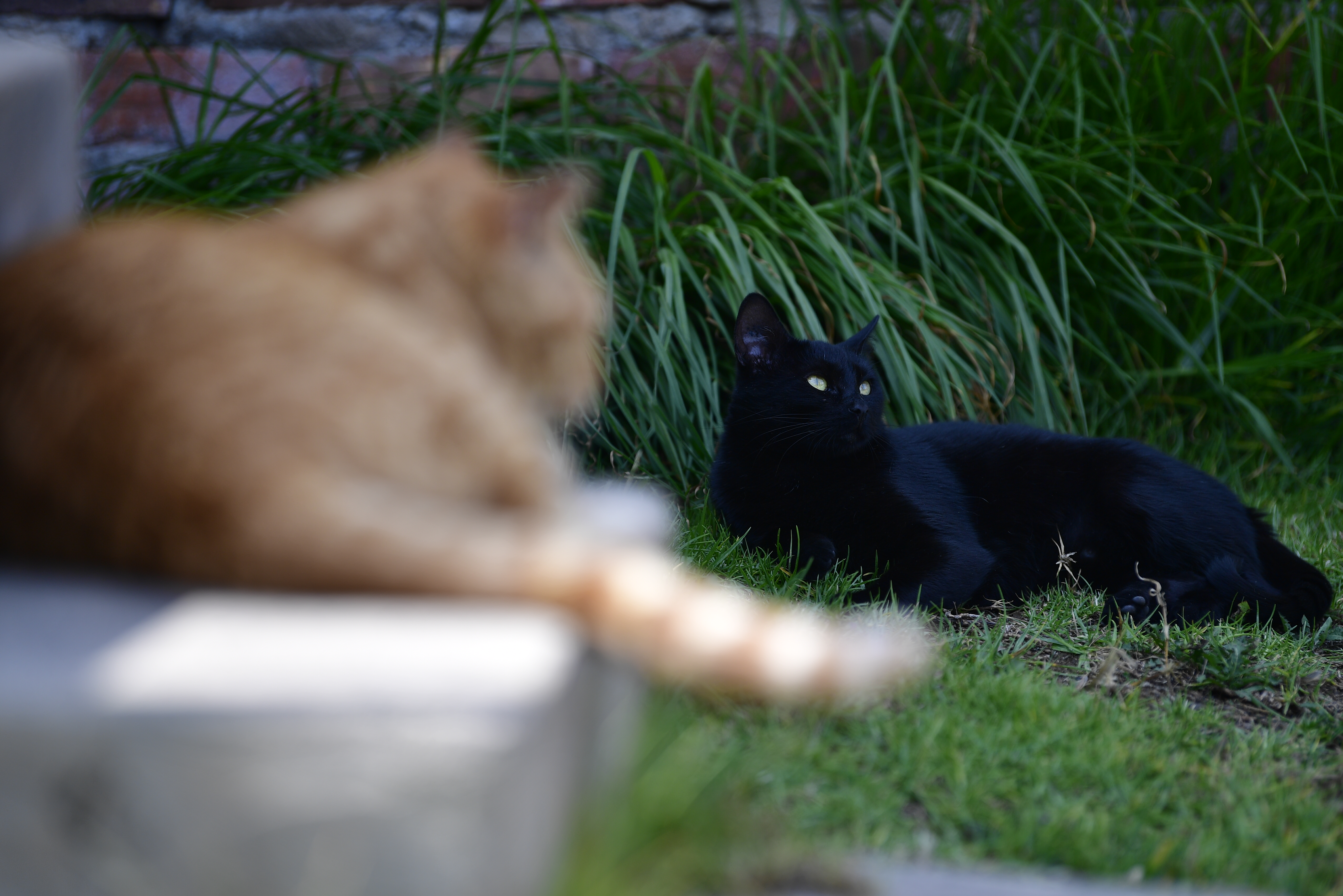 ¿Los gatos podrían convertirse en portadores de la gripe aviar?