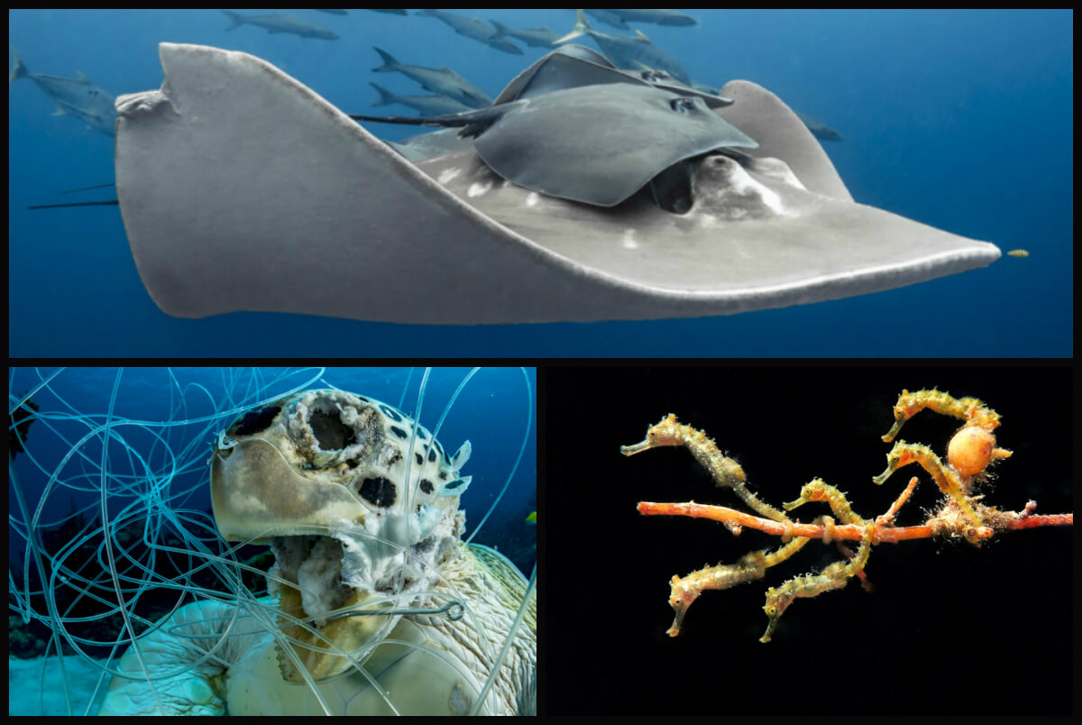 Ocean Art: las desgarradoras imágenes para crear conciencia sobre la conservación de los océanos