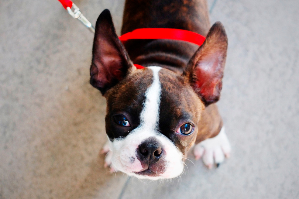 ¿Cómo escoger el nombre de tu perro? Esto dice la ciencia