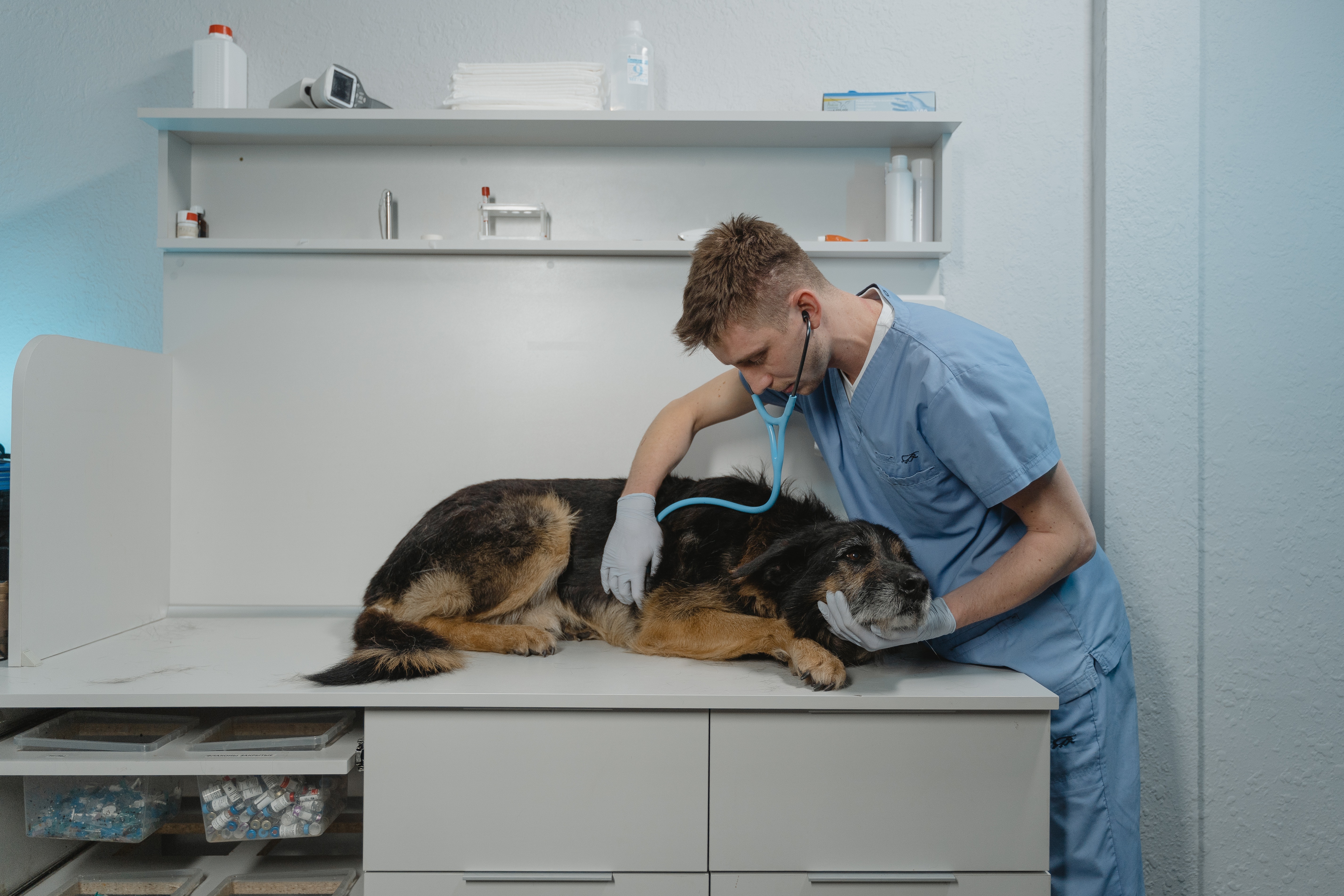 Video: Así puede identificar a un falso veterinario