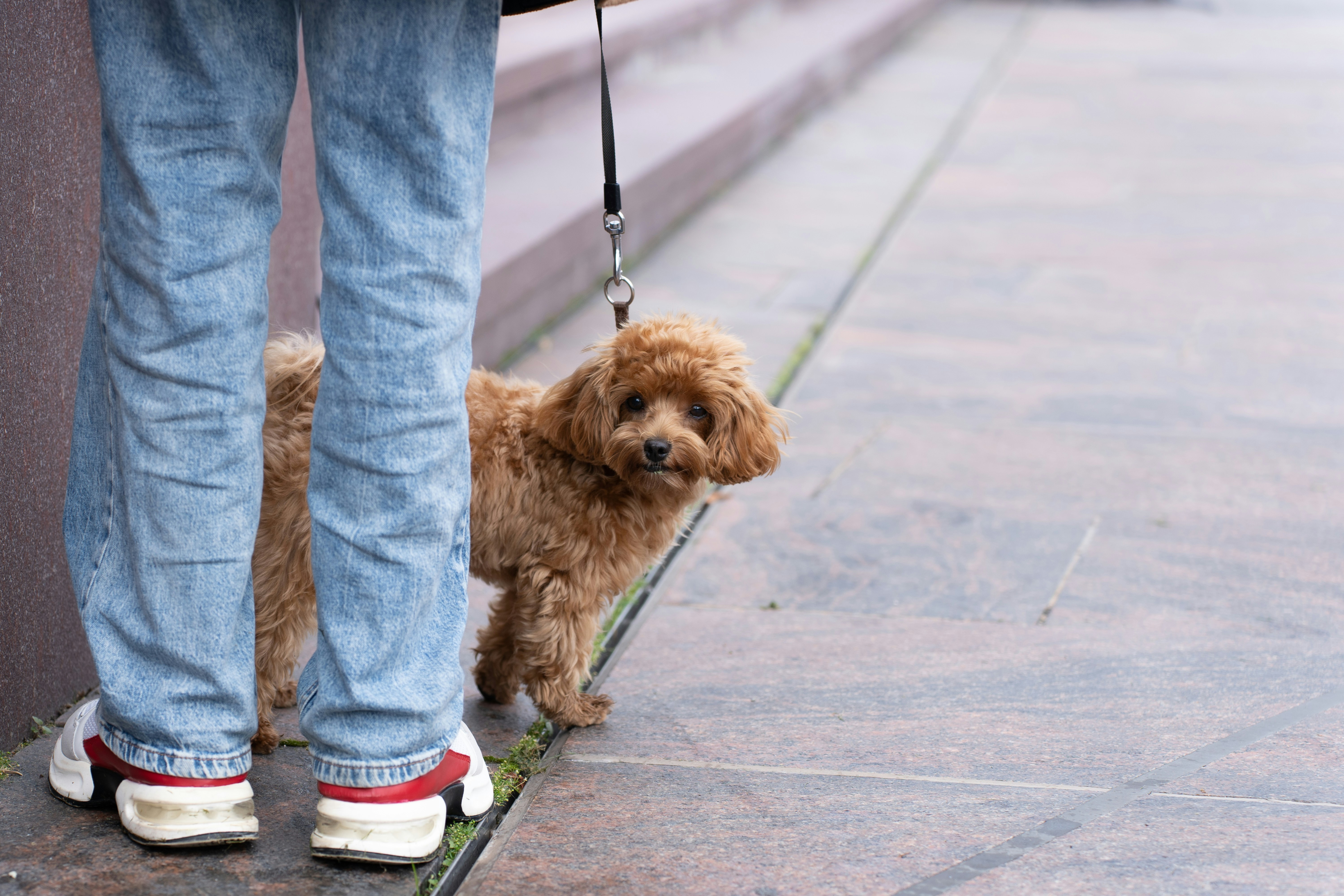 Caminar a diario con su perro podría cambiar su vida: ¿por qué?