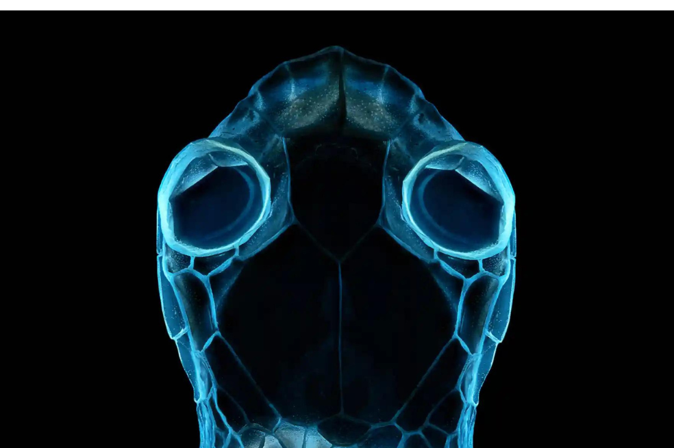 Categoría reptiles y anfibios:
Irina Petrova Adamatzky tomó una foto de la piel de la serpiente Pantherophis guttatus usando luz ultravioleta.