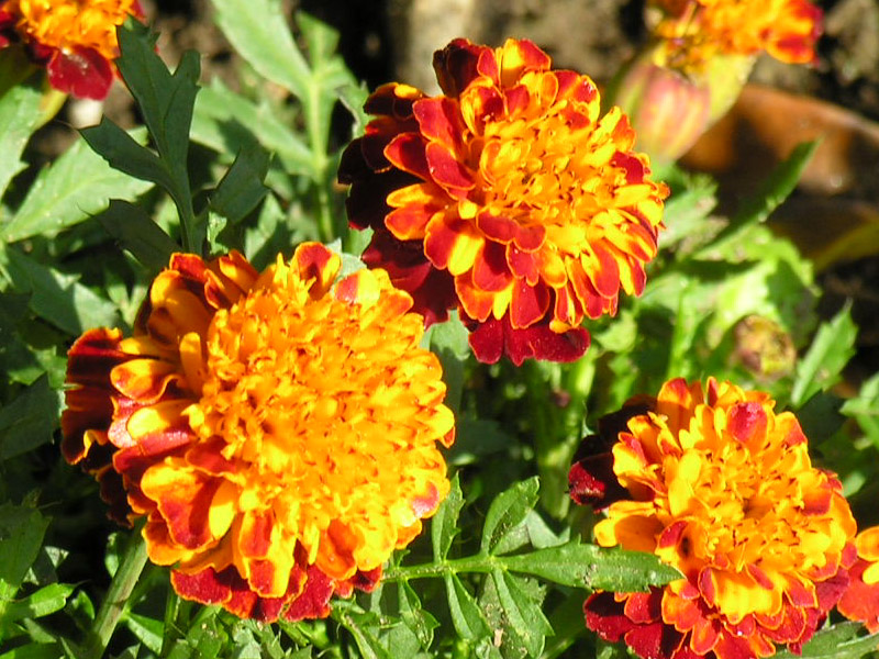 Esta planta no solo embellece los espacios con sus colores vivos, sino que también ofrece beneficios prácticos al actuar como repelente natural de plagas, reduciendo la necesidad de pesticidas químicos