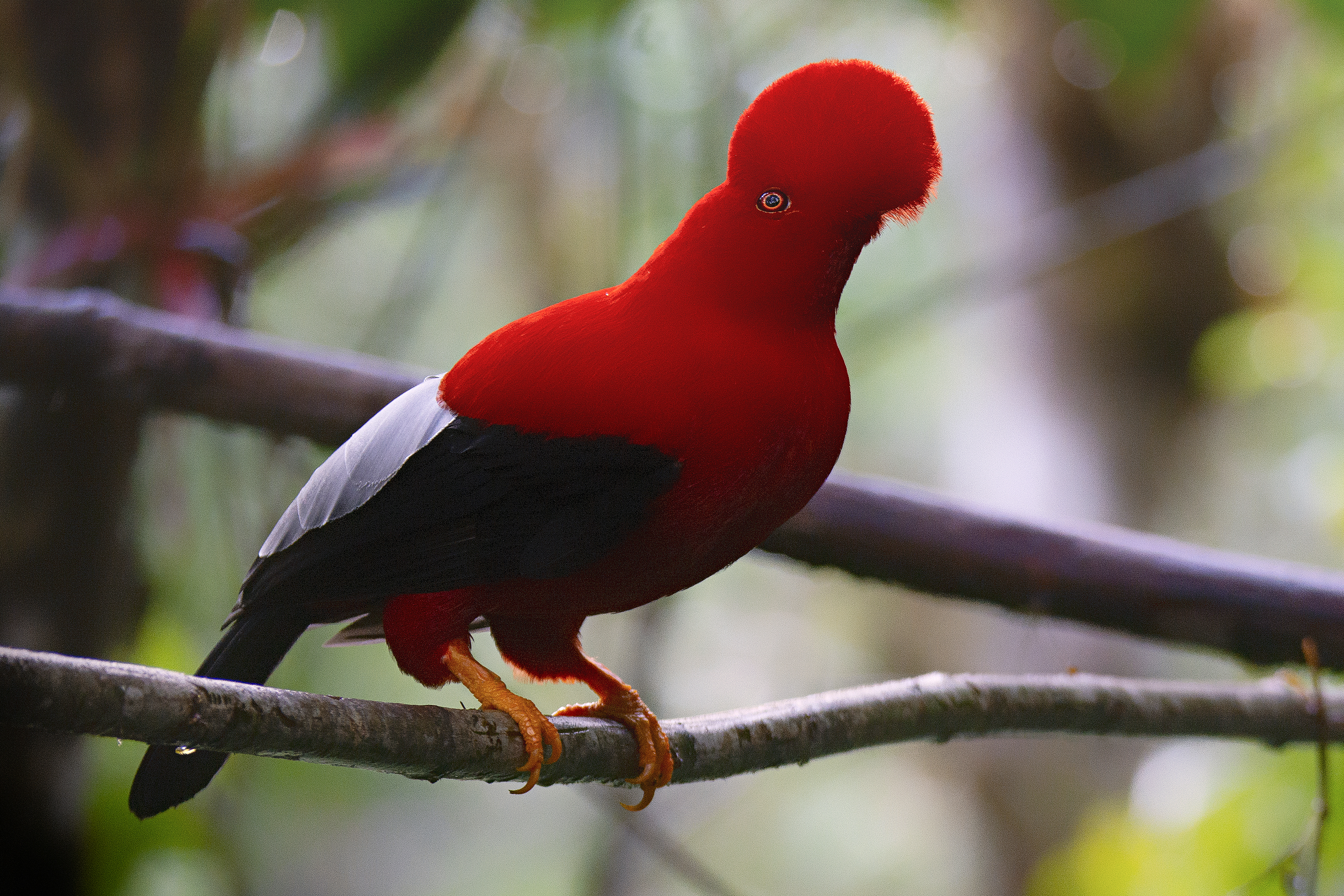 Colombia es el país que cuenta con mayor número de especies de aves. /Pedro Camargo- Audubon.