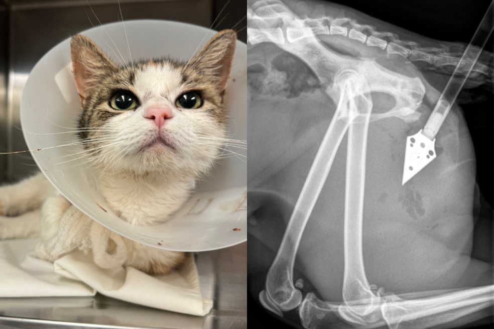 Kimiko: la gatita que sobrevivió a la crueldad y tuvo una segunda oportunidad