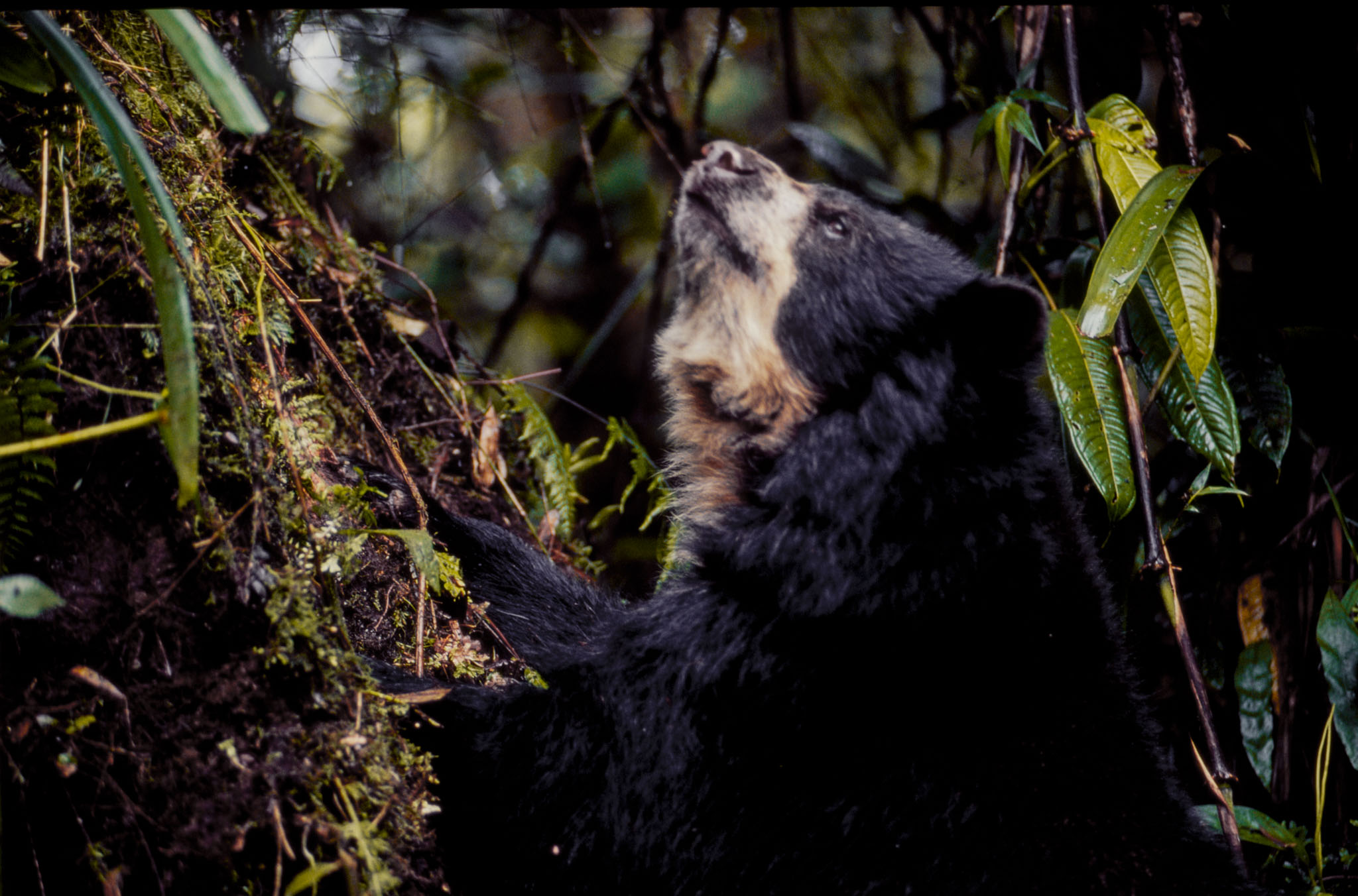 El problema que revela el primer caso de oso andino con moquillo registrado en Colombia
