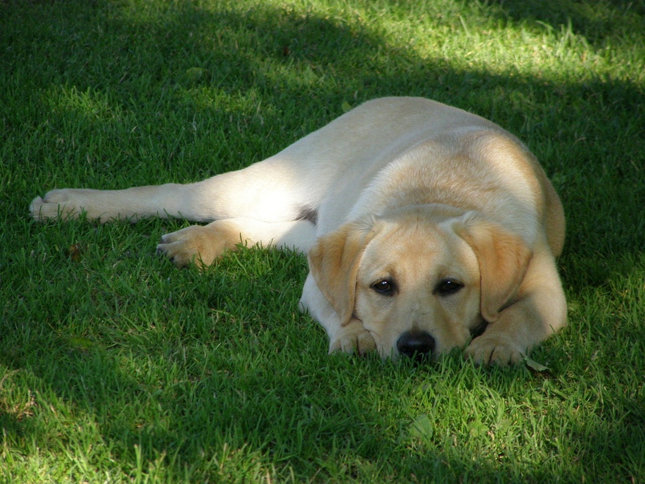 Epilepsia idiopática en perros: síntomas y tratamiento