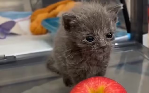 A este gatito solo le dieron seis meses de vida: lo que pasó sorprendió a todos