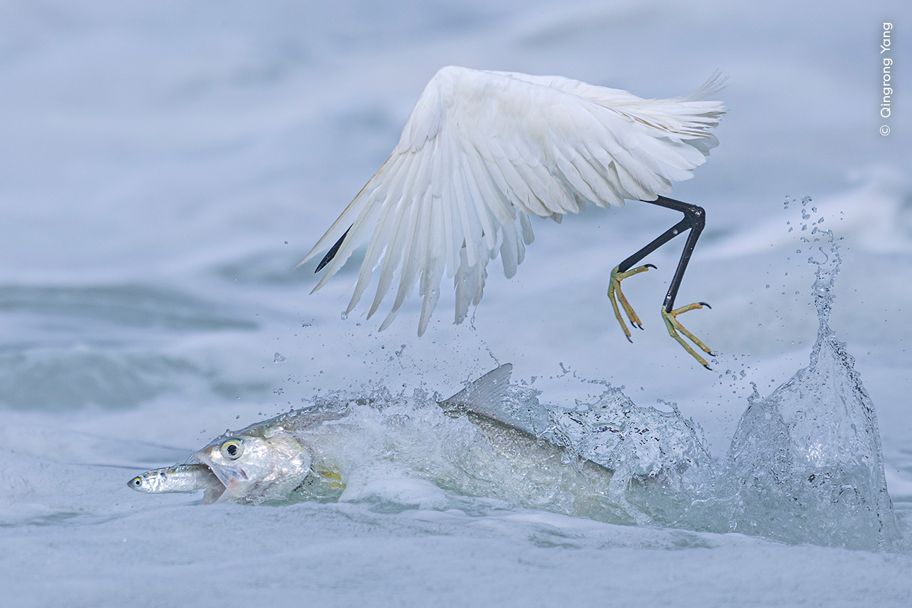 Ganador: Comportamiento Aves

Qingrong Yang (China) perfecciona el momento fotográfico para mostrar a un pez espada arrebatando su presa justo debajo del pico de esta garceta común.

Qingrong se encontraba en el lago Yundang, cerca de su casa, un lugar que visita con frecuencia para fotografiar los frenéticos momentos de alimentación: las garcetas comunes patrullan la superficie, listas para abalanzarse sobre los peces que saltan para escapar de los depredadores submarinos.