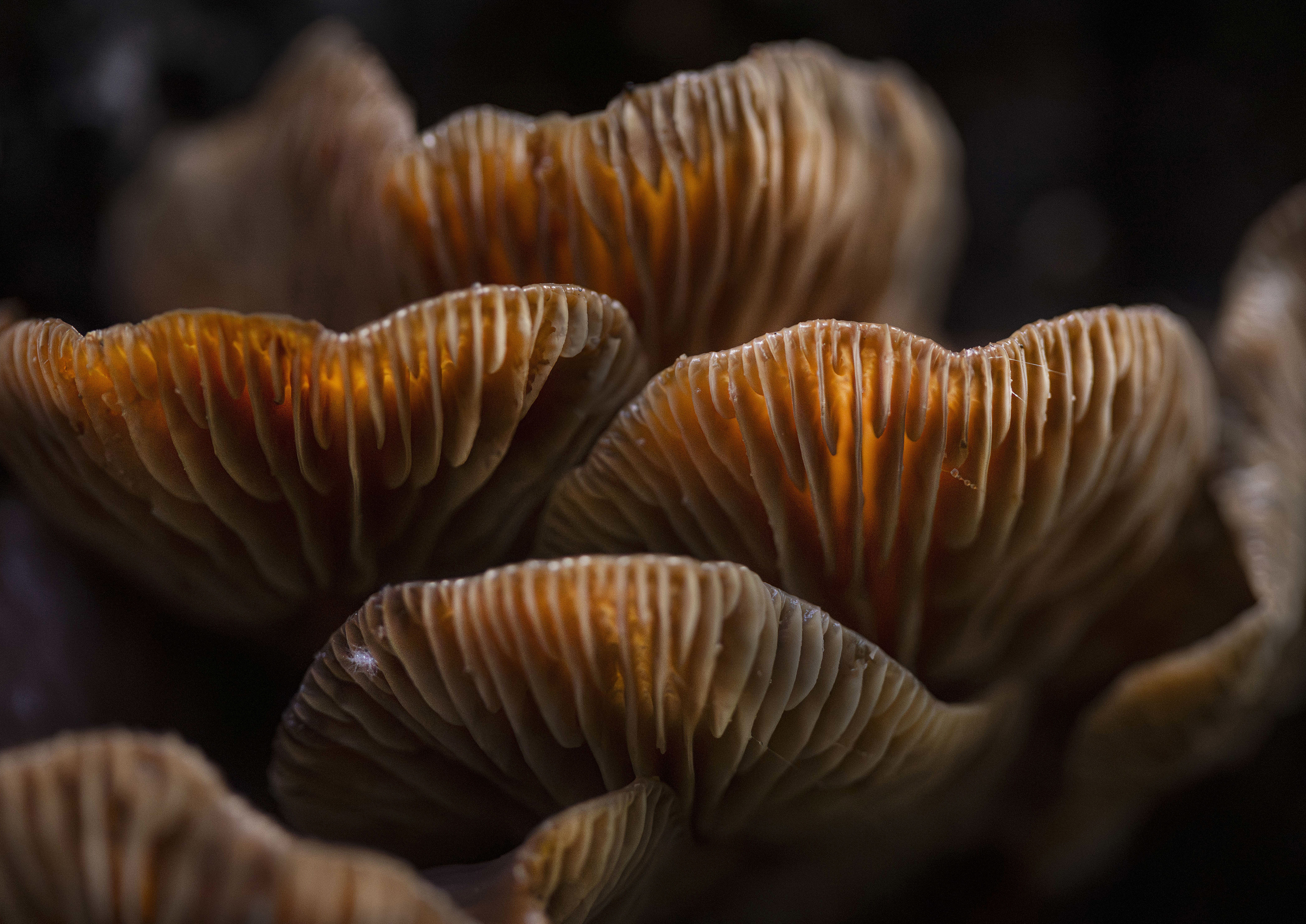 Estas son las fotografías ganadoras del 2024 TNC Oceania Photo Contest.