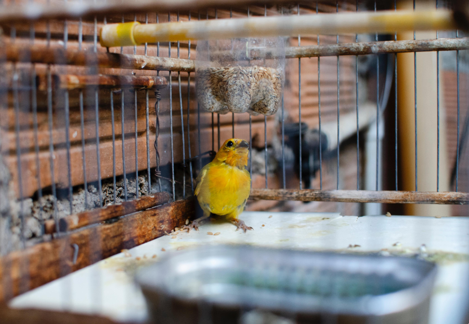 Rescatan 14 aves en Medellín: tenían el plumaje deteriorado y los picos dañados