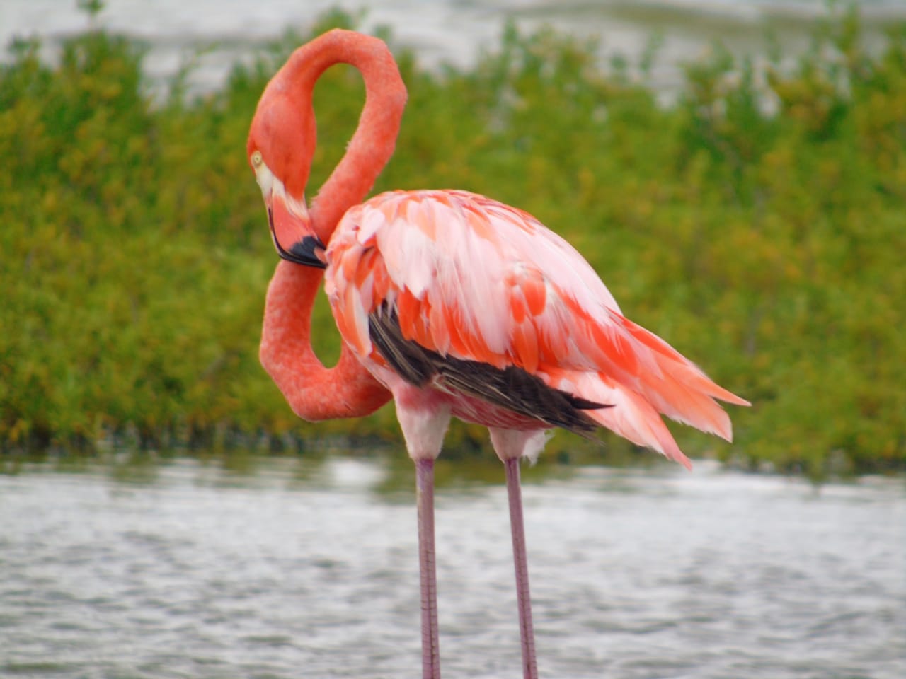 Flamencos La Guajira