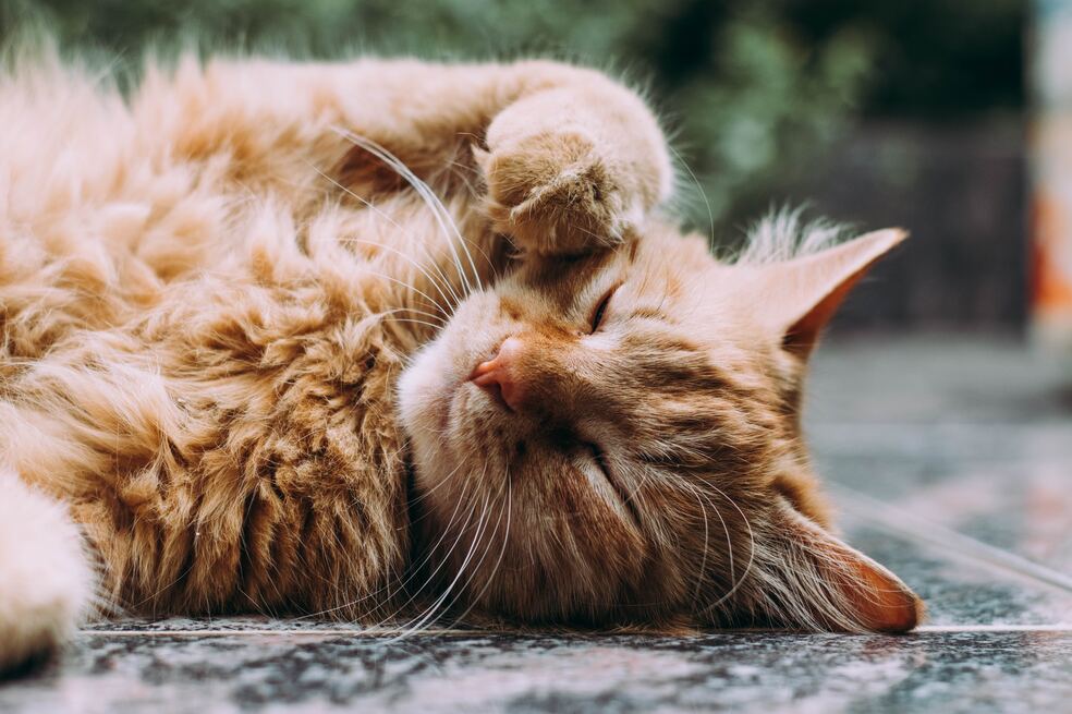¿Qué hacer para evitar la caída del pelo de los gatos?