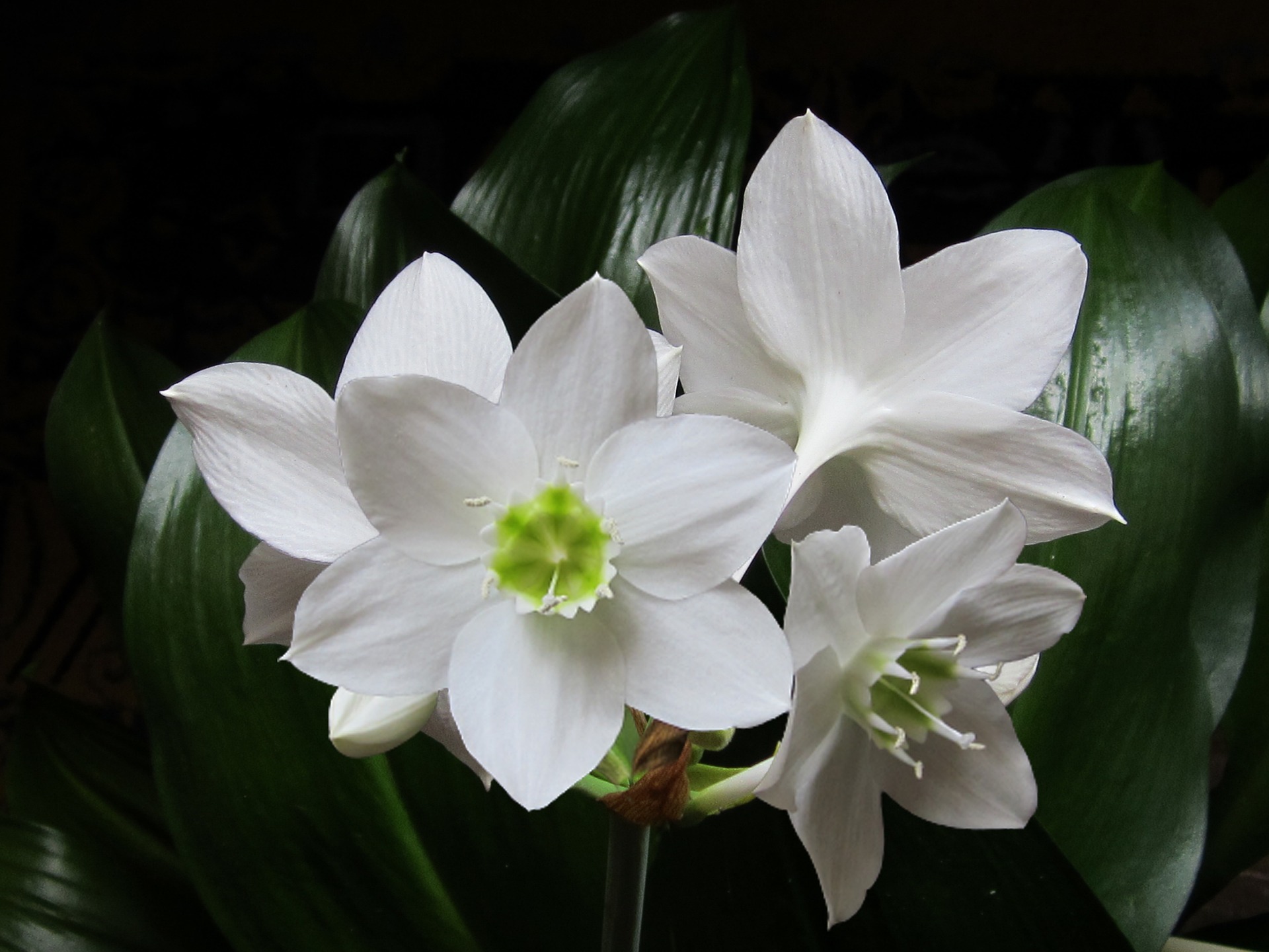 Foto de la flor blanca que da el lirio amazónico una vez por año.