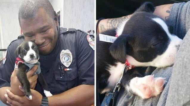 Policía que respondió a una llamada de un refugio terminó adoptando a un perrito