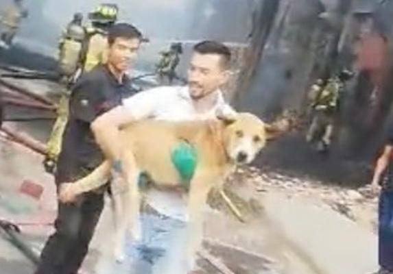 Hombre arriesgó su vida para salvar a un perrito del voraz incendio en Meissen
