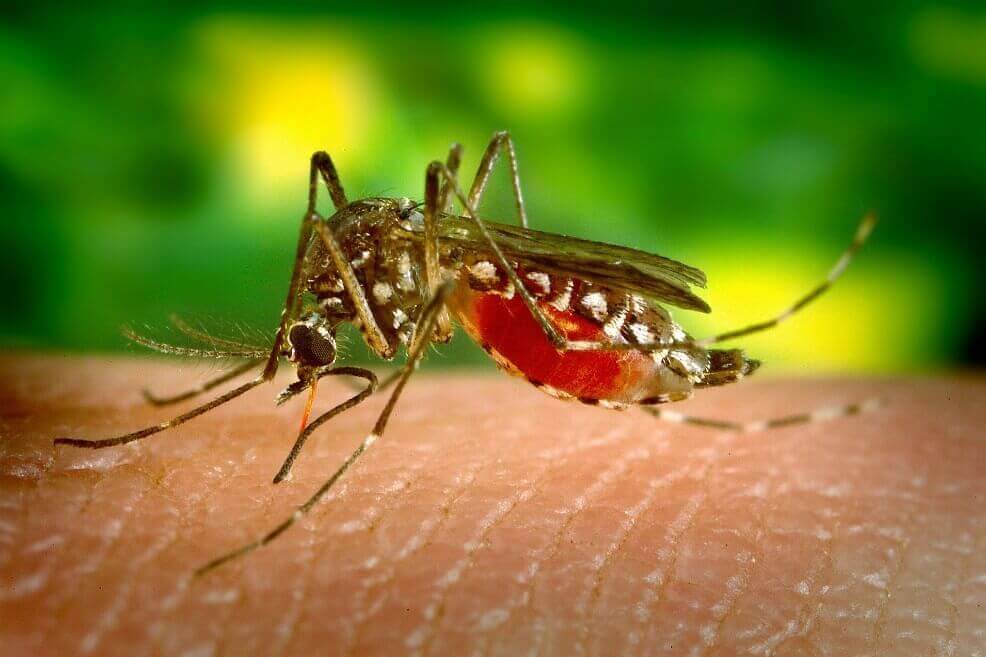 En lo corrido del año, cinco personas han muerto por dengue en el país