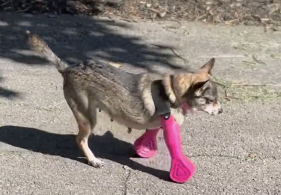¡Tierno video! Perrita prueba sus nuevas prótesis y conquista las redes sociales