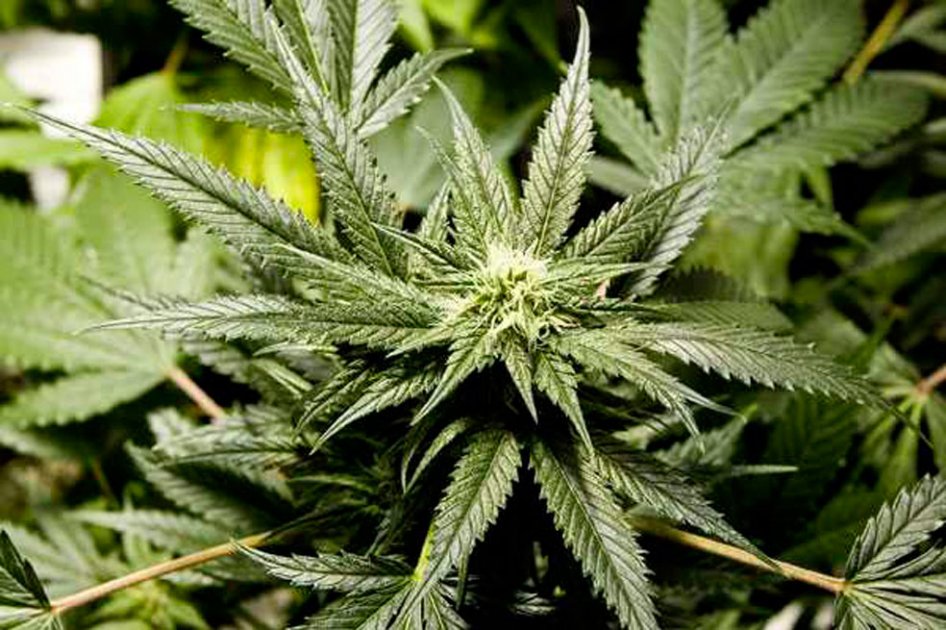 Ya se puede fumar marihuana en Jamaica pero sin excesos