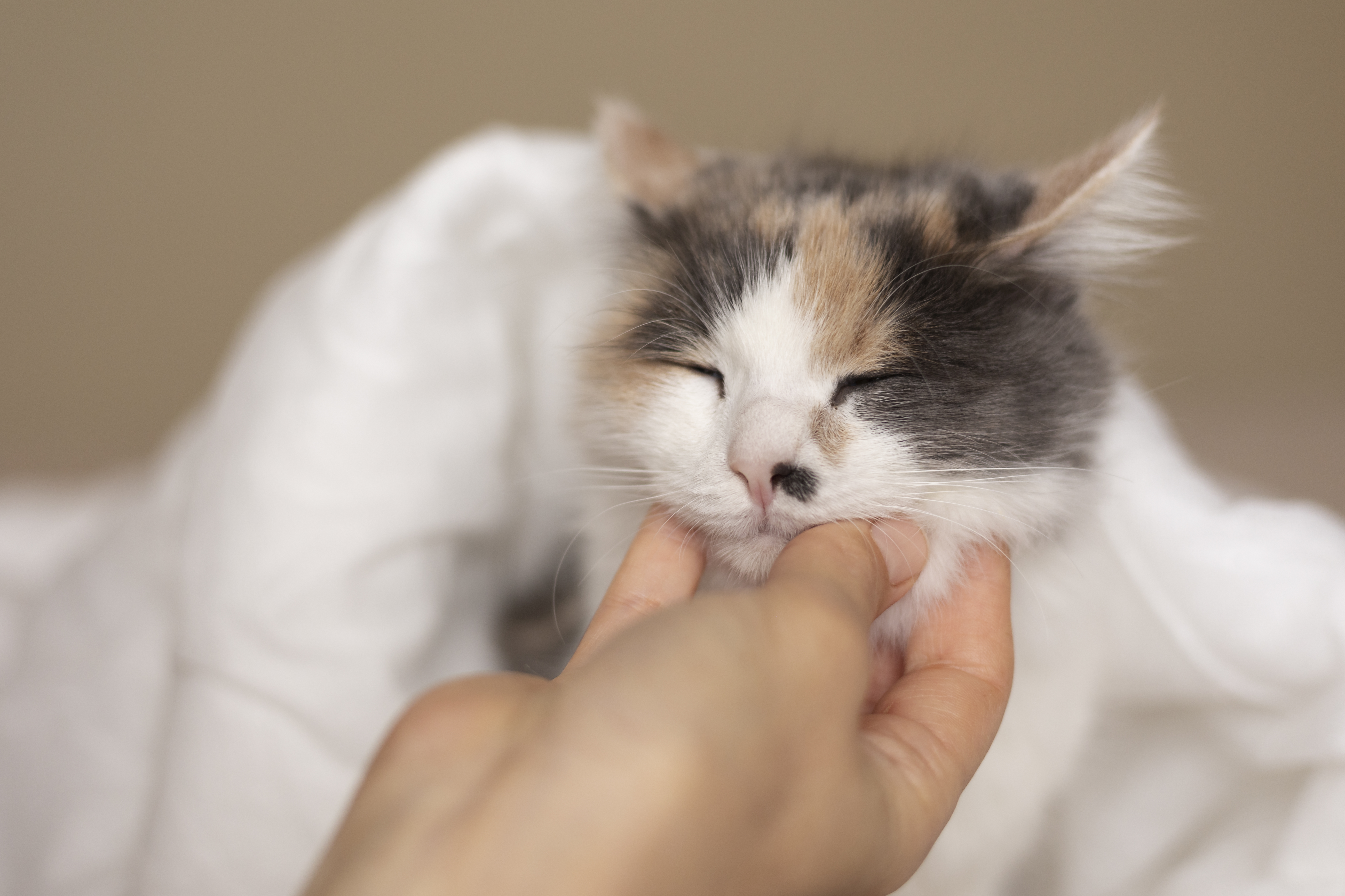 ¿Qué significa que a los gatos les empiecen a salir bigotes negros?