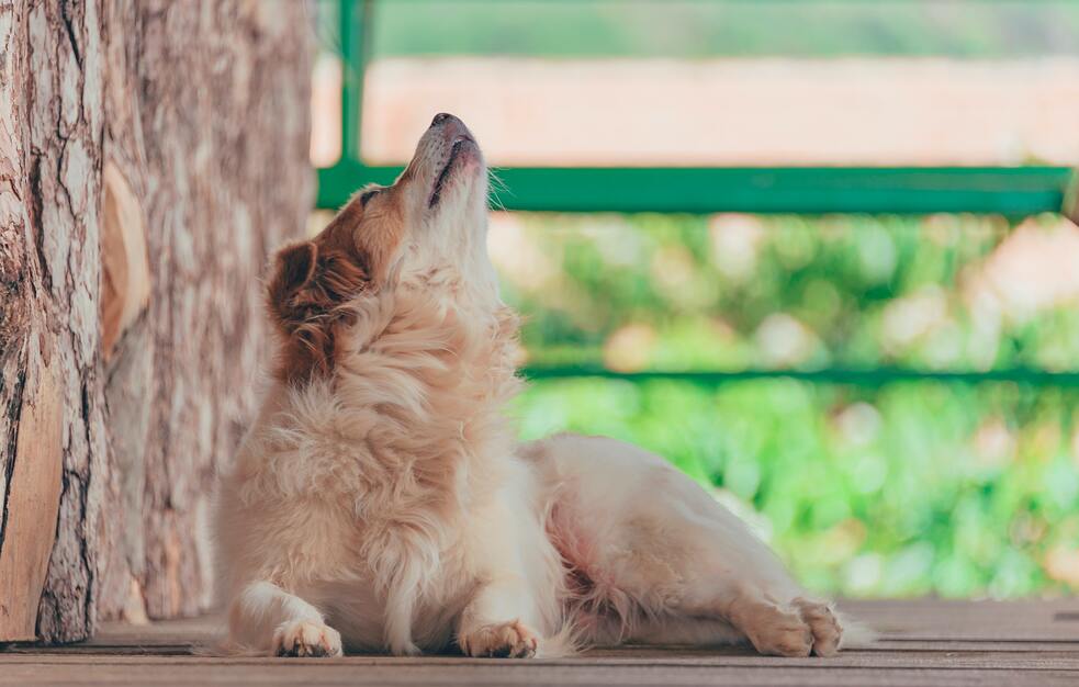 ¿Por qué los perros aúllan? Estas son algunas de las causas más frecuentes