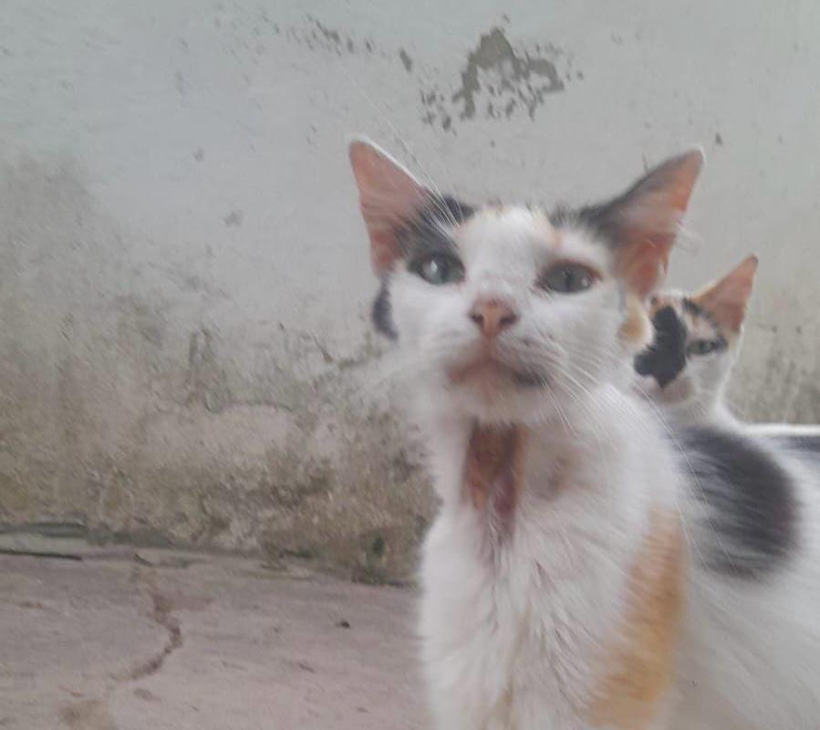Rescatan gatos en condiciones críticas en Magdalena: piden apoyo para su atención
