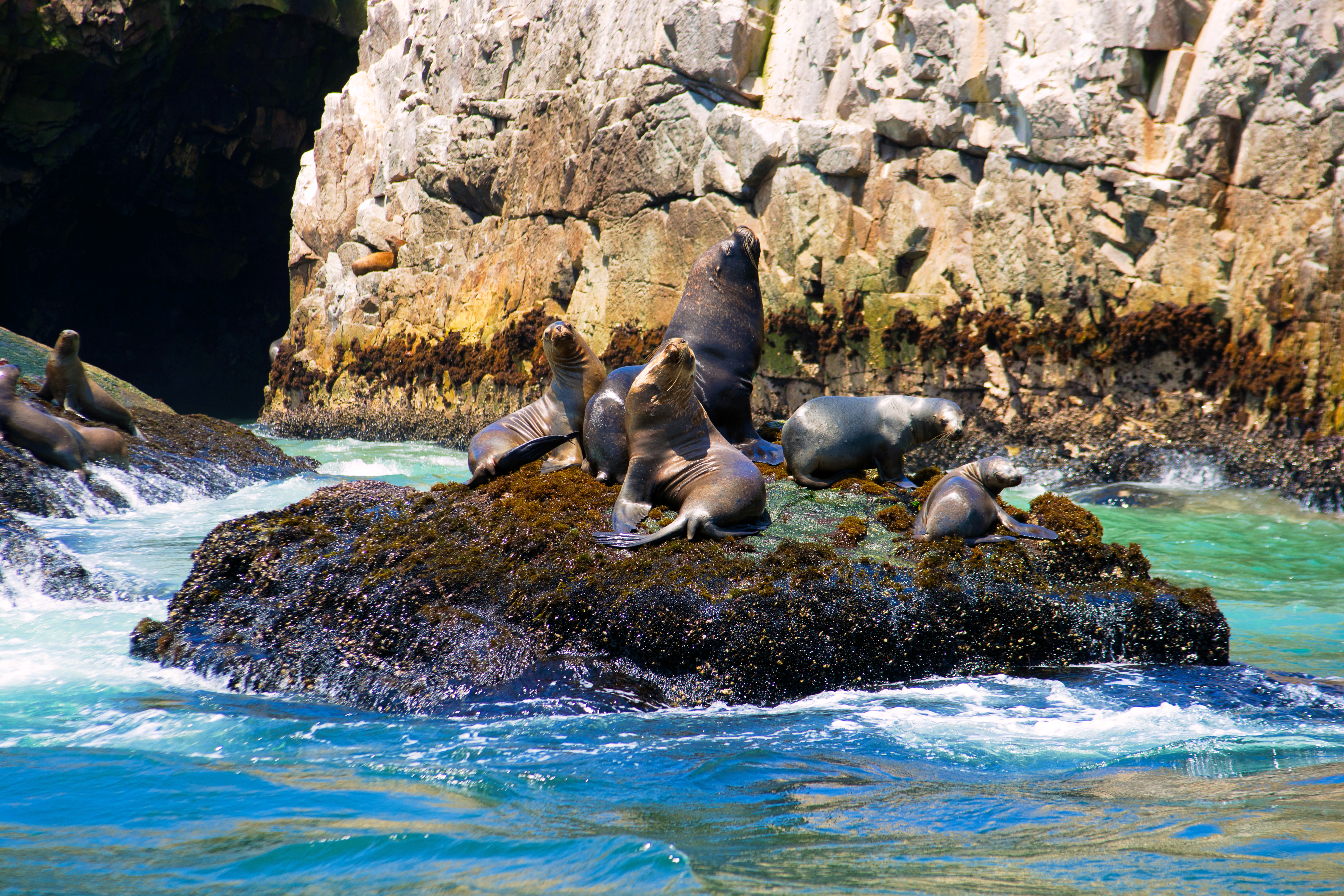 Lobos marinos en las Islas Palomino.