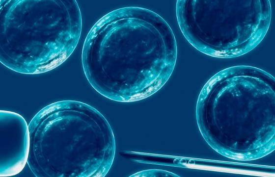 Células madre de la placenta pueden regenerar el hígado