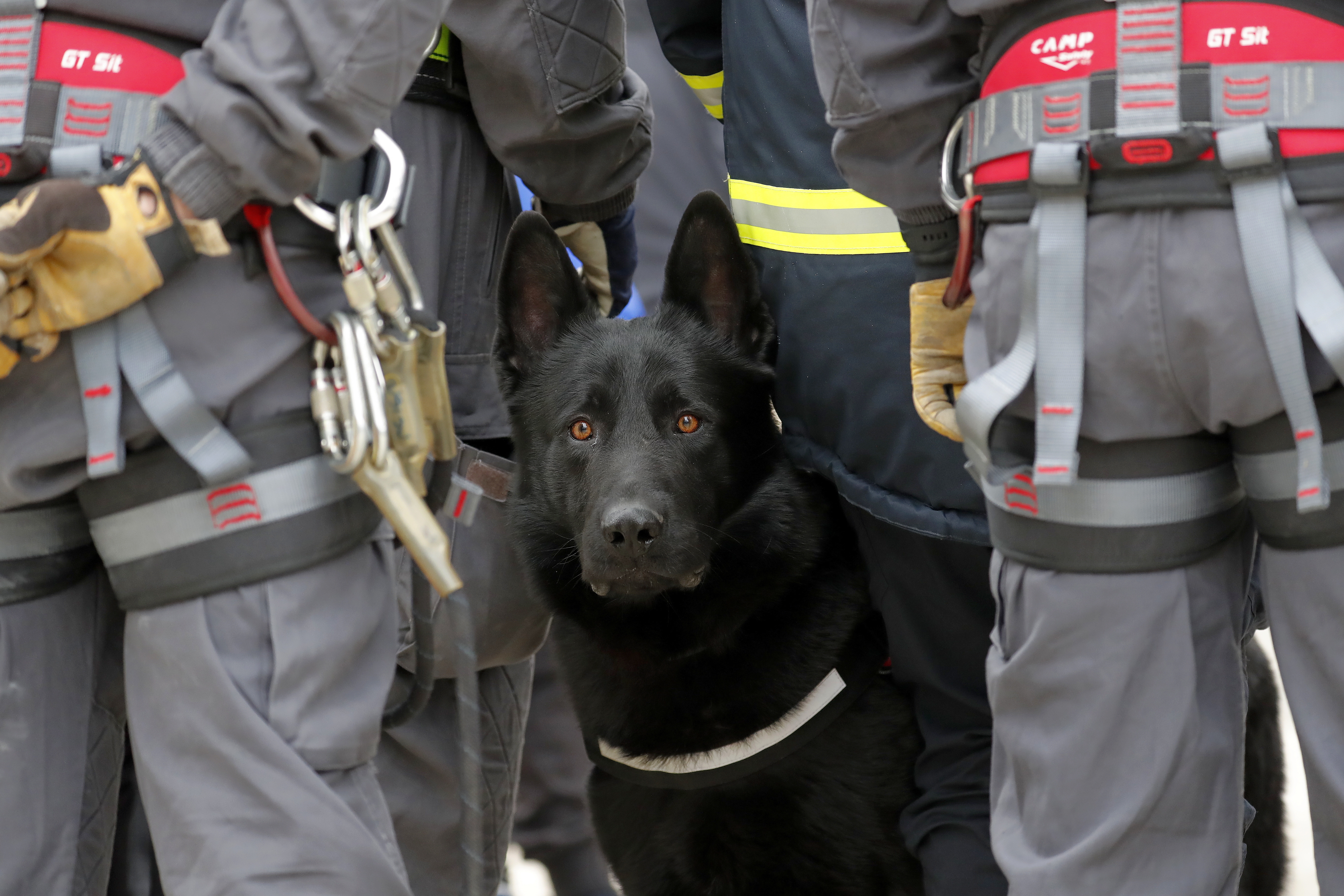 Los perros rescatistas son explotados y ponen en riesgo su vida: Conexión Animal