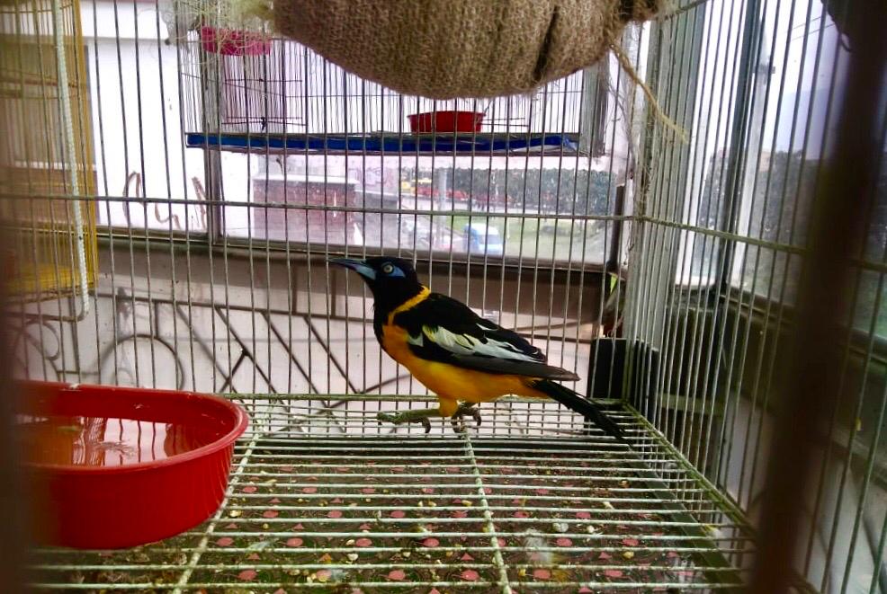 Recuperan 11 aves silvestres retenidas ilegalmente en el occidente de Bogotá