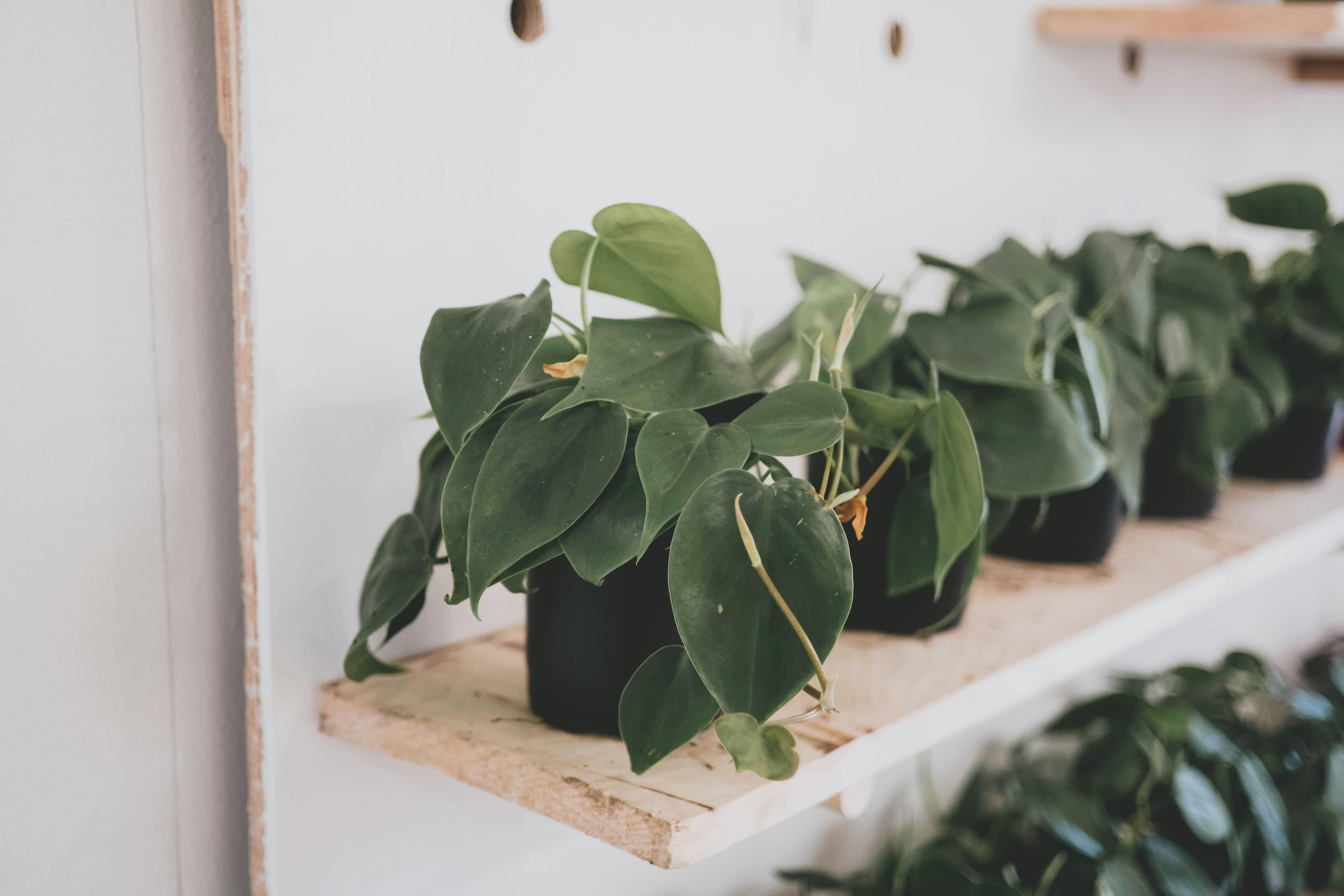 philodendron hederaceum,