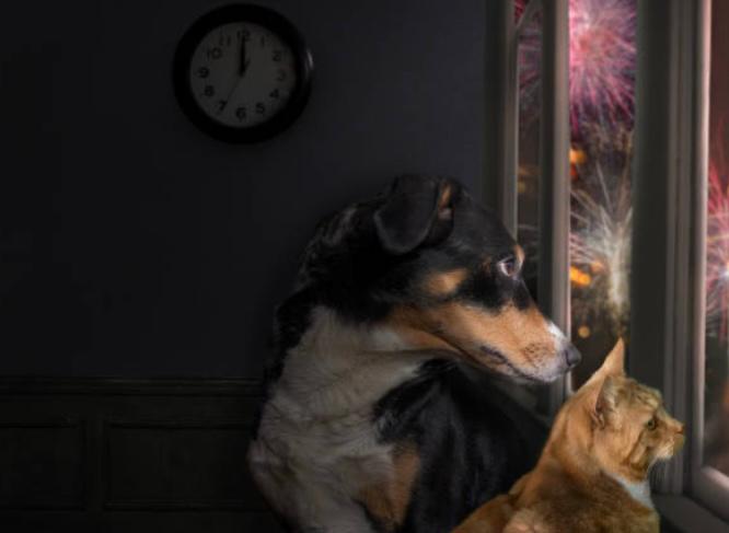 ¿Cómo puedo asegurarme de que mi mascota esté segura durante los fuegos artificiales?