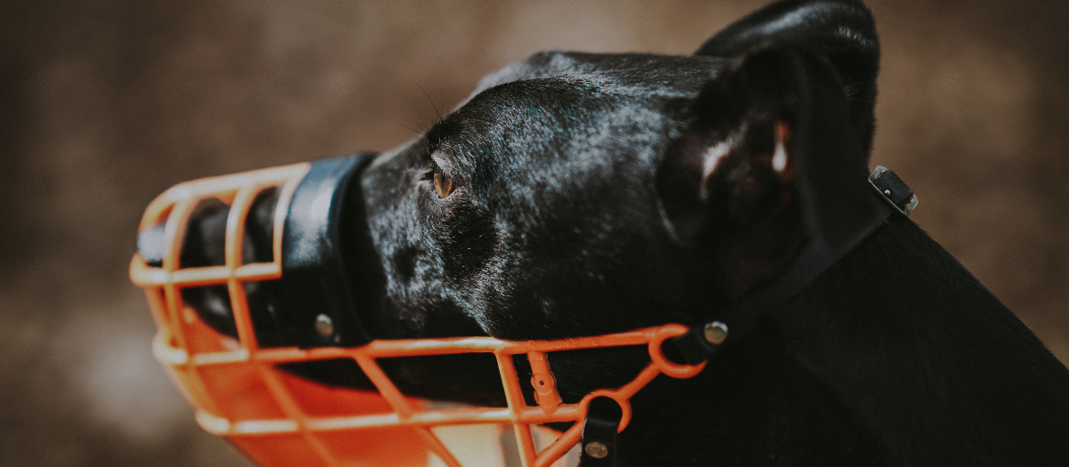 Bozales para perros: estas son las razas que deben usarlo por Ley en Colombia