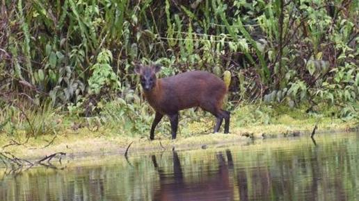 Descubren una nueva especie de mamífero en Perú: el pudú de la yunga