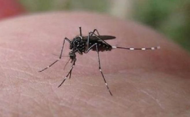En Paraguay instan a usar condón durante embarazo para prevenir zika por contagio sexual