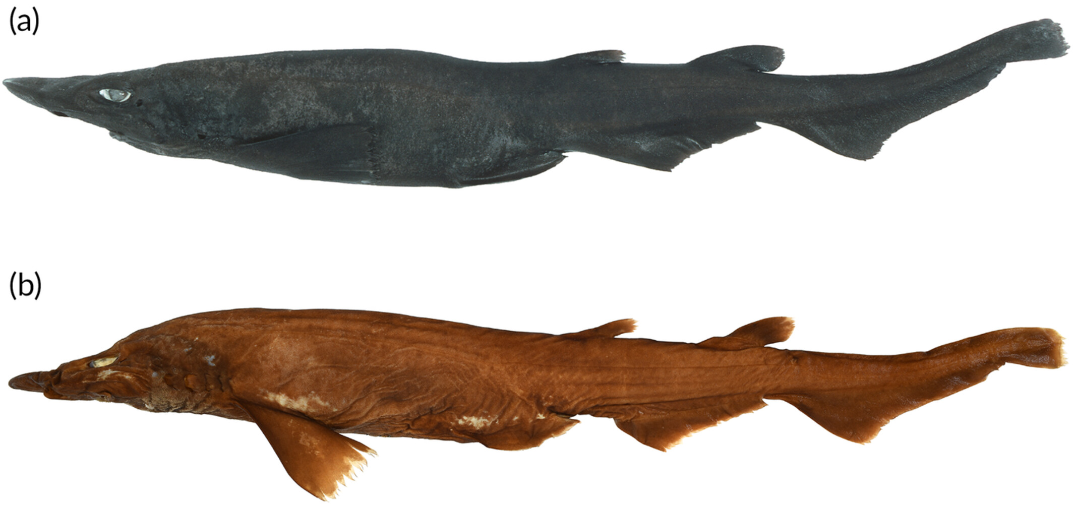 La nueva especie de tiburón que no estaba en el radar de la ciencia