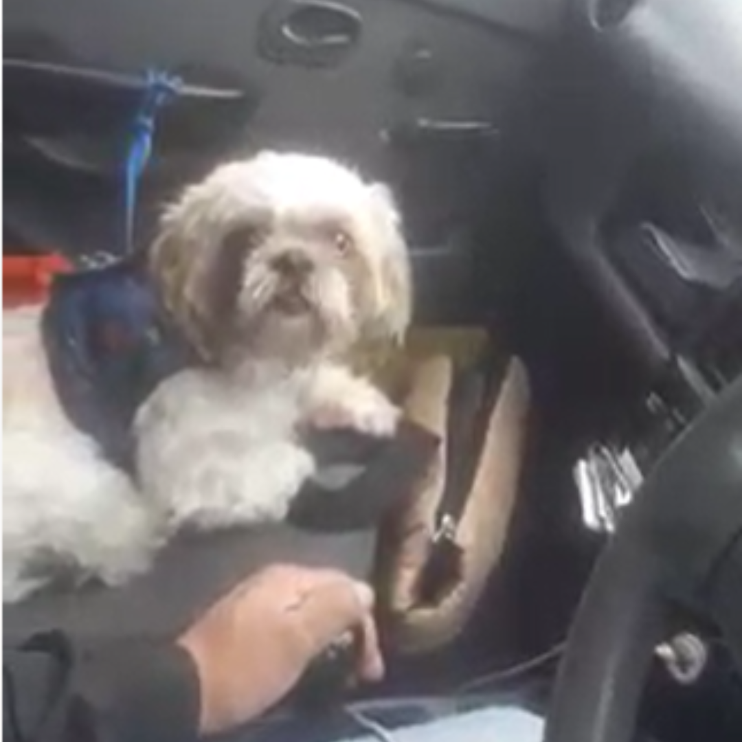 Abandonaron a un perro en un taxi y le dejaron carta de instrucciones al conductor