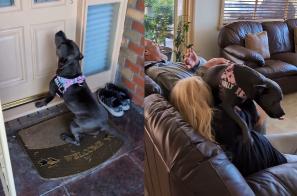 La divertida reacción de este cachorro al volver a ver a sus “abuelos”: (video)